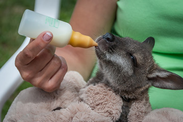 Kangaroo fed with a bottle by a person