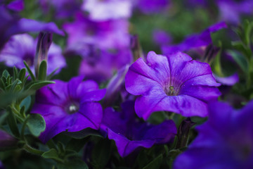 Plakat Purple flowers in the garden