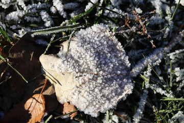 Autumn leaf on the lawn coated with hoafrost in November garden