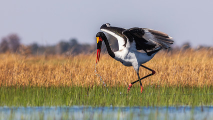 Saddle-billed stork