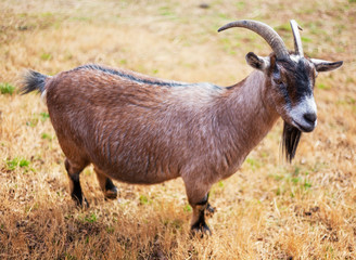 Naklejka na ściany i meble A goat outstanding in his field.