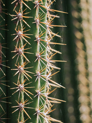 Close-up of a Cactus in the desert