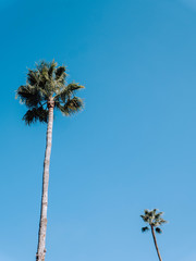 Fototapeta premium Palm tree in front a blue sky