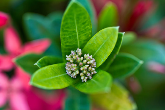 Ixora Flower Buds