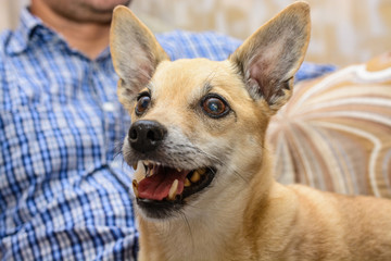 The dog lies on the legs of a man.