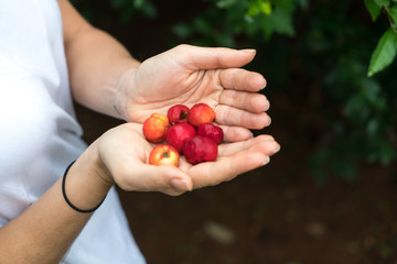 Handful of a South American cherry called "Acerola" also known as Barbados Cherry