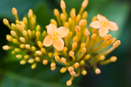 Yellow Ixora