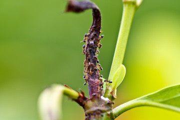 Ants on Dried Shoot