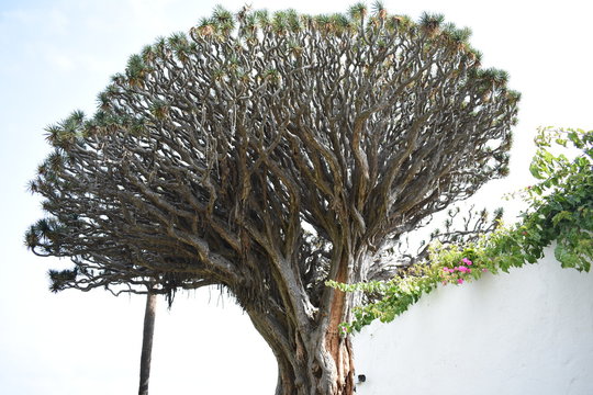 Arbol