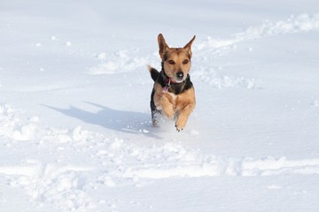 Hund rennt durch den Schnee