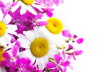 Field cloves and chamomiles isolated on the white background
