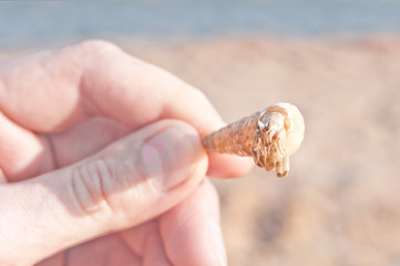 Fototapeta na wymiar Holiday hermit crab on white sand beach with blue sea sky background