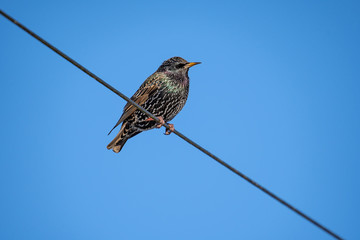 Starling