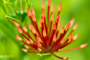 Ixora Extreme Close up