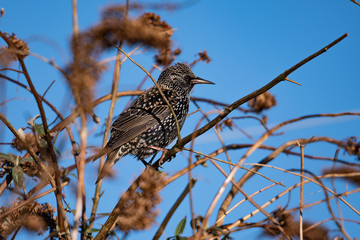 Starling