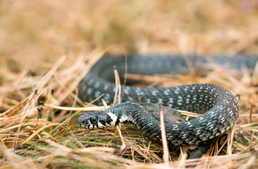Grass snake in grass in the forest