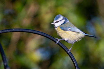 Obraz premium Blue Tit