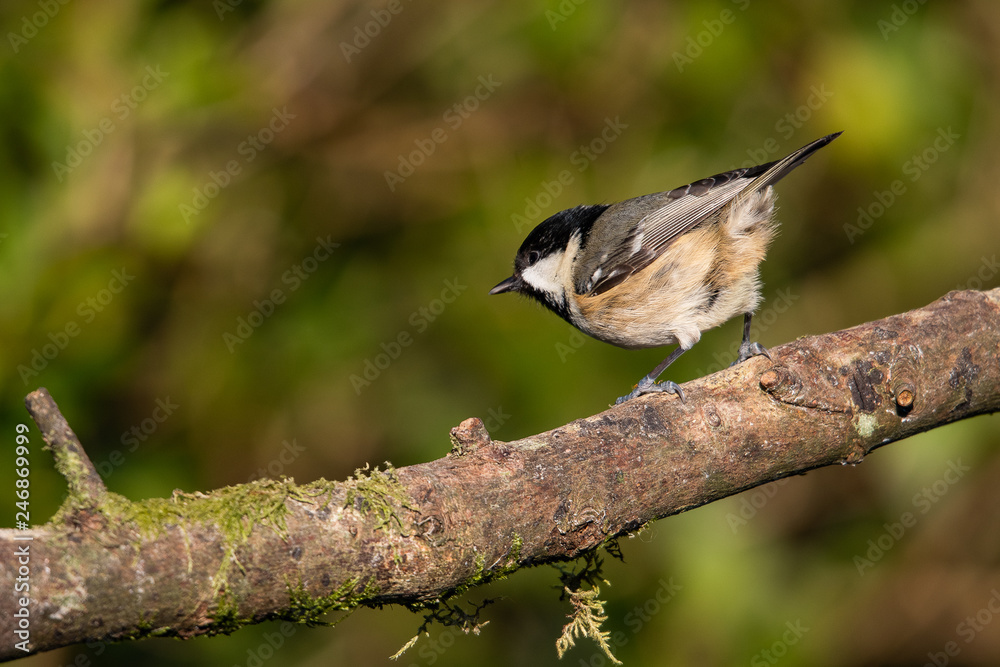 Wall mural Coal Tit