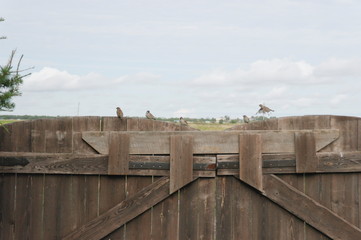 Fototapeta na wymiar a flock of sparrows on a wooden fence
