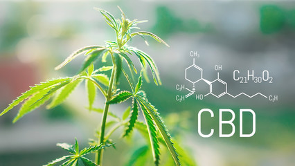 Cannabis CBD oil and structural chemical formula CBD. Medical extract. Cannabis concept.