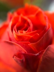 red rose with water drops