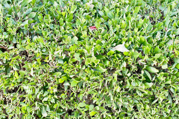 green lawn or field with various kind of green plant or grass view from top