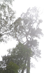 Fototapeta premium Trees in The Fog