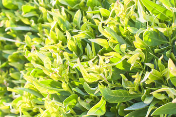 green lawn or field with various kind of green plant or grass view from top
