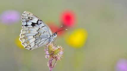 Melanargia larissa  574