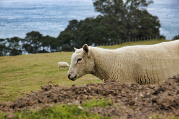 sheep in a field, Mount Maunganui, New Zealand