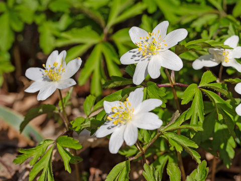Bl&uuml;hende Buschwindr&ouml;schen, Anemone nemorosa