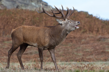 Naklejka na ściany i meble Red Deer Stag Bolving (Cervus elaphus)/Red Deer Stag bellowing for his hinds