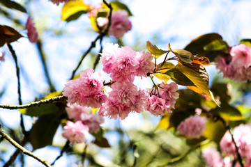 rosa Blüten am Strauch