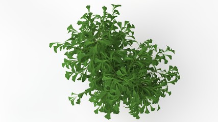 Naklejka premium 3d rendering of a plant isolated on white background