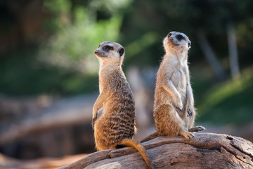 Erdmännchen 