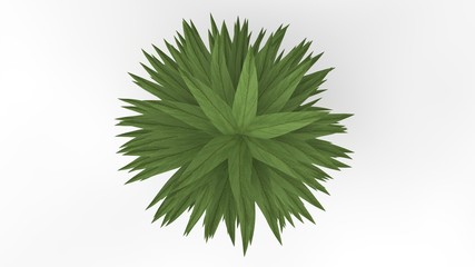 3d rendering of a plant isolated on white background