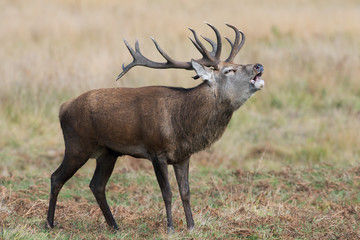Naklejka na ściany i meble Red Deer Stag Bolving (Cervus elaphus)/Red Deer Stag bellowing for his hinds