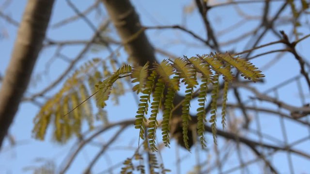 twig with leaves against the sky