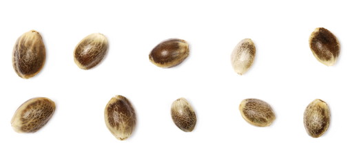 Set hemp seeds macro isolated on white background, top view