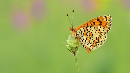 Melitaea trivia  577