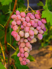 A bunch of pink grapes in their natural environment