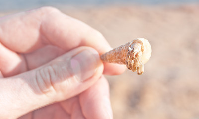 Fototapeta na wymiar Holiday hermit crab on white sand beach with blue sea sky background