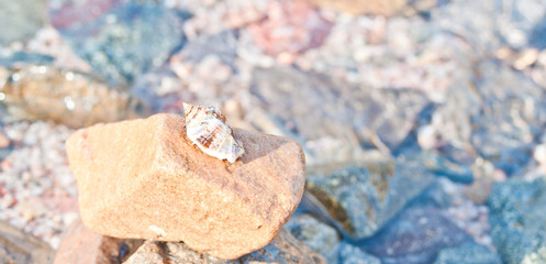 Holiday hermit crab on white sand beach with blue sea sky background