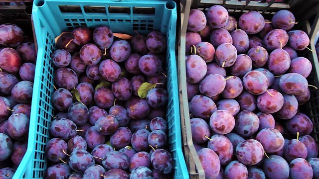 top view over large number of damson plums