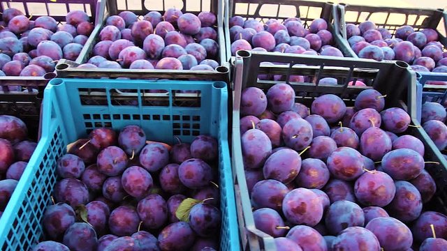 Topview background from organic Plums or damson, own garden or market