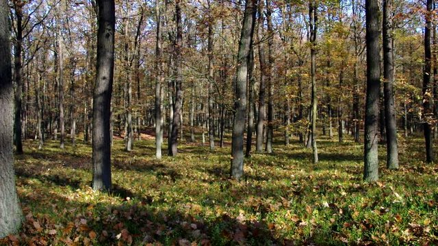 Eichenwald im Herbst