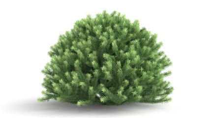 3d rendering of a green plant isolated on a white background