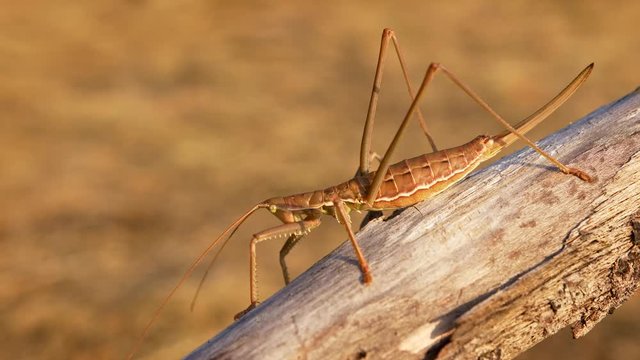 European predatory bush cricket (Saga pedo)