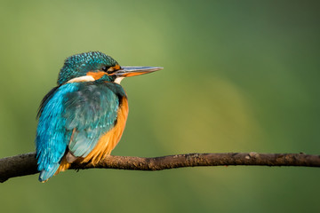 Martin-Pêcheur
