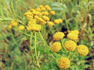 Chamomiles daisies macro in summer spring field on background blue sky with sunshine and a flying butterfly, nature panoramic view. Summer natural landscape with copy space.